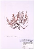 藏品(亞洲蜈蚣藻)的圖片